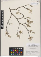 Foto von Salix brachycarpa Nutt.